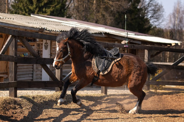 Horse the paddock
