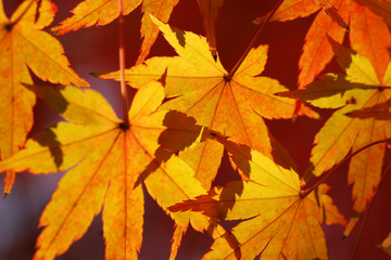 Naklejka na ściany i meble 綺麗な秋の紅葉