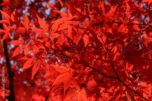 綺麗な秋の紅葉 Abstract Poster Abstract Abstract Posters Zheng Qiang