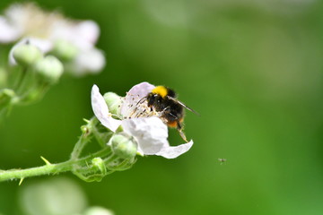 Hummel auf Brombeerbl&uuml;te