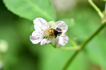 Hummel auf Brombeerblüte
