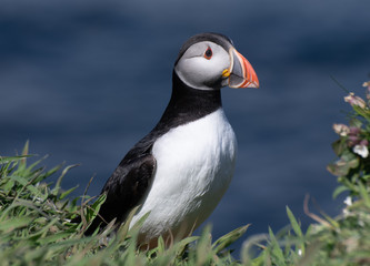Puffin in close up with sea in background