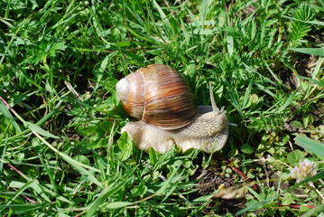snail on the grass