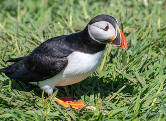 Puffin by cliff with grass behind