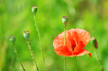Field poppy outdoors, green nature for typography and printing,photo