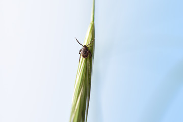 Tick ​​climbs on the green plant