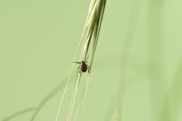 Tick ​​climbs on the green plant