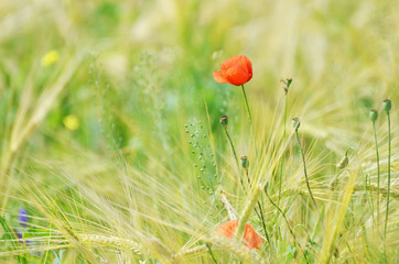 Fototapeta premium Field poppy outdoors, green nature for typography and printing,photo