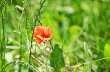 Field poppy outdoors, green nature for typography and printing,photo
