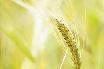 Wheat field. Ears of young wheat close up. Rural photo