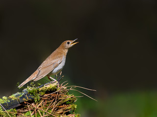 Veery Perched on a Log in Spring