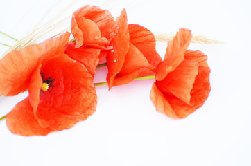 Red poppy isolated on white background, photo for printing and typography,banners and designs 