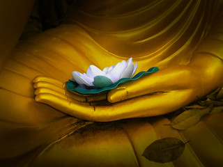 white lotus  on hand of golden buddha statue