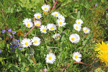 Meadow with daisies in summer