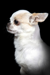 Portrait of a white chihuahua dog on a black background.