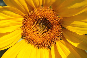 Yellow sunflower grows in summer beds.
