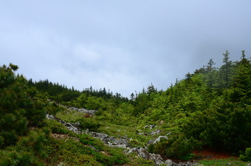 landscape with trees