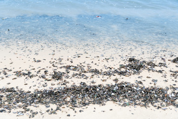 Shells Perna viridis on the sand beach.