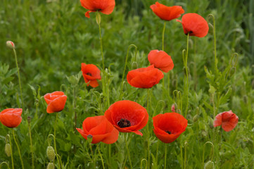 poppy field of red poppies 