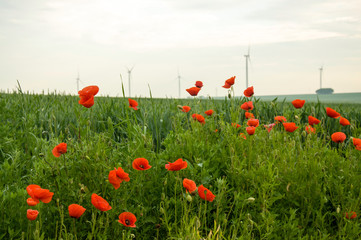 poppy field of red poppies with wind farm in the backgound