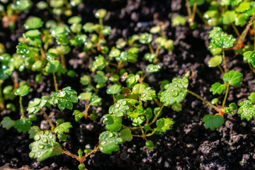 How to grow strawberries. Growing strawberry plants, seedlings and water drops. Sprouted strawberry seeds in the ground