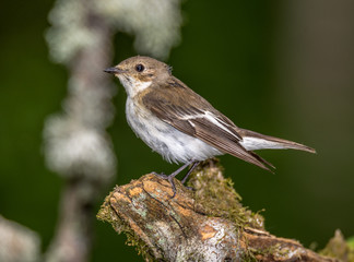 pied flycatcher