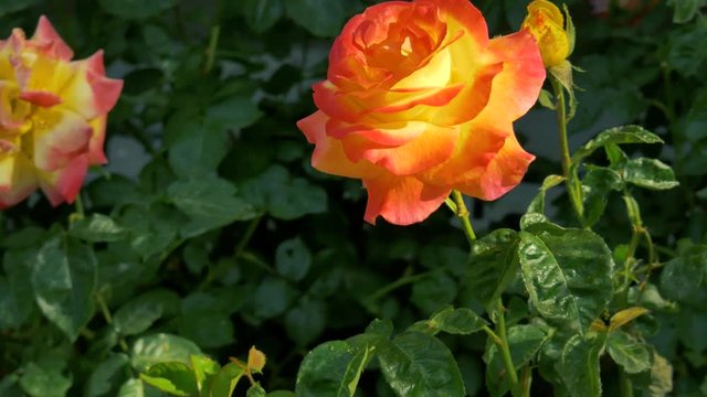 A orange floribunda rose in a public garden