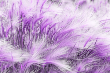 Obraz premium Beautiful nettle leaves purple foliage natural floral fern background. Ultra Violet creative and moody color of the picture.