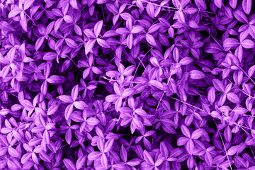 Ultra Violet background made of fresh leaves. Purple dynamic backdrop for your design.
