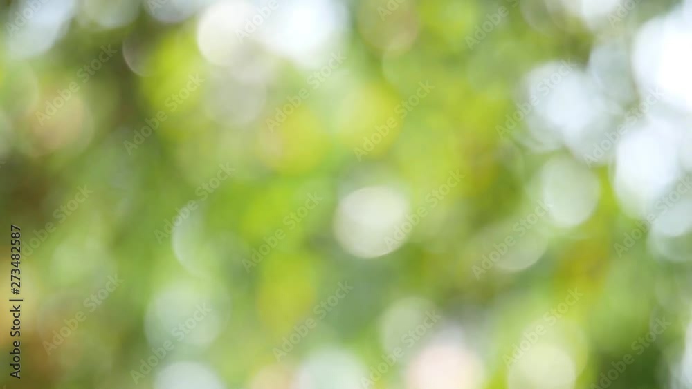 Poster green bokeh background, abstract blurred foliage bright sunlight. organic design nature abstract bac