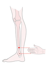 Active acupuncture points on the legs:  bove the ankle.