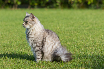 Naklejka na ściany i meble Furry domestic cat of siberian breed in relax outdoor in garden, purebred pet of livestock