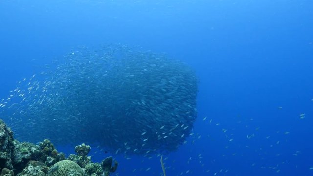 Bait ball in coral reef of Caribbean Sea around Curacao at dive site Playa Piskado