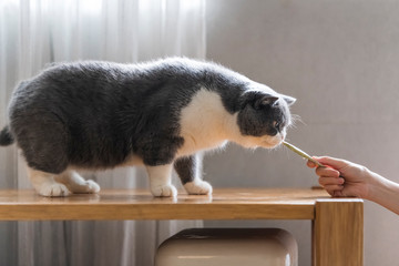 Holding a snack in hand to attract British shorthair