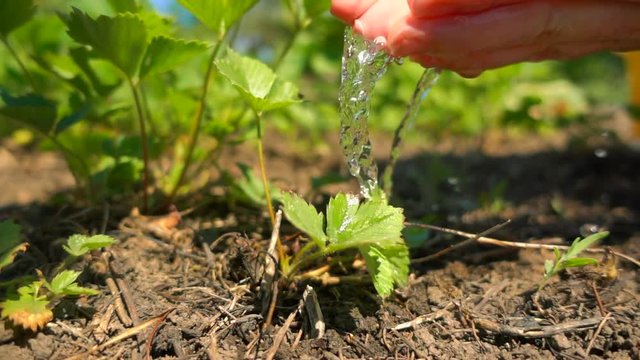 The farmer hands watering young strawberry growing in the sun, slow motion. Growing organic strawberries on the farm