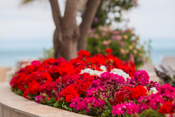Garden geranium red pelargonium on flower bed. Horizontal. Selective focus.
