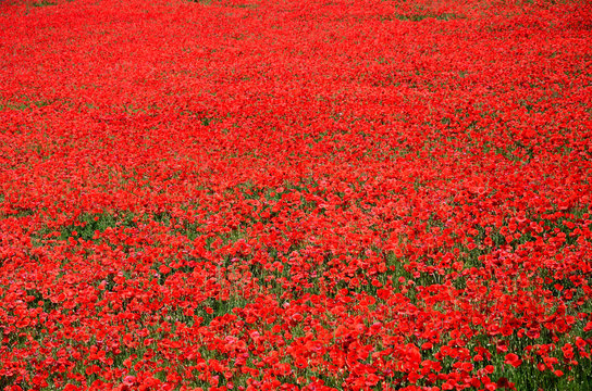 Klatschmohn, Mohnfeld