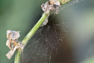 A spider web on a flower steal