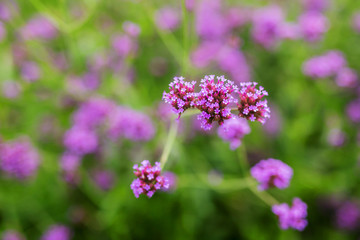 Beautiful violet verbena flowers