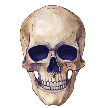  colored watercolor drawing human skull anatomy realism art. painting colors. Cover, sticker, website, illustration, poster, design.