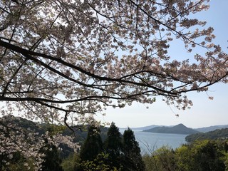 桜と海