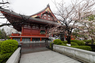 Fototapeta premium Rainy Asakusa district of Tokyo