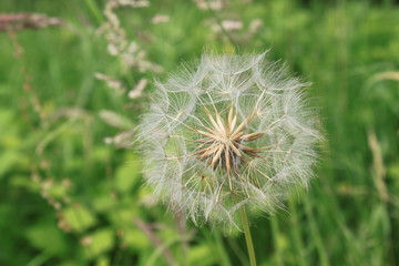 Fototapeta premium Löwenzahn