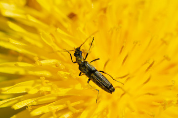 beetle on a flower