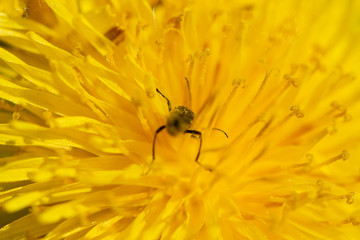 insect on dandelion