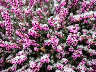 Purple small flowers covered in snow, Concept winter, cold, season,