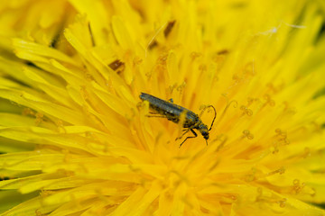 insect on dandelion