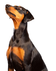 A portrait of a miniature pinscher