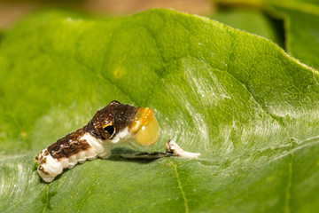 Early instar spicebush swallowtail caterpillar - Papilio troilus