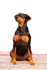 A portrait of a miniature pinscher